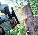 Best Firewood Processing and Delivery  in Ridgecrest, CA