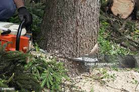 Best Leaf Removal  in Ridgecrest, CA