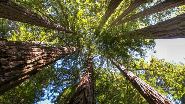 Best Tree Removal  in Ridgecrest, CA