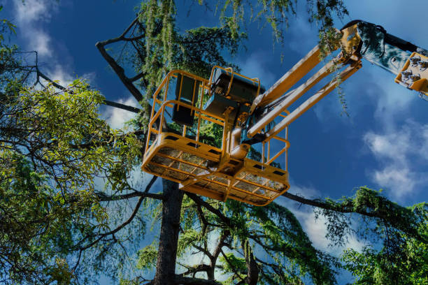 Best Tree Risk Assessment  in Ridgecrest, CA