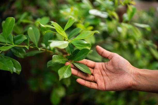 Best Storm Damage Tree Cleanup  in Ridgecrest, CA