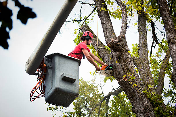 Ridgecrest, CA Tree Services Company