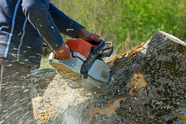 Best Weed Control  in Ridgecrest, CA